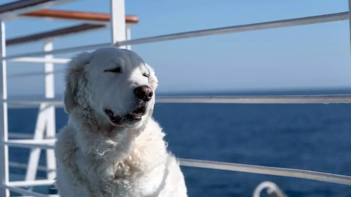 Setting Sail with Paws: The Rise of Pet-Friendly Cruises