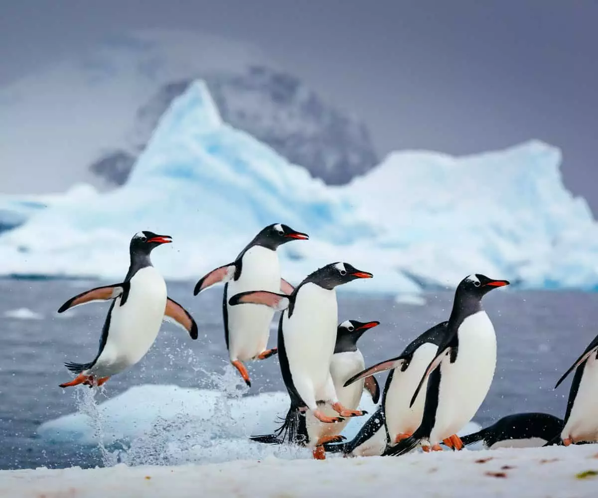 Exploring the Untamed Wilderness: A Journey with Quark Expeditions