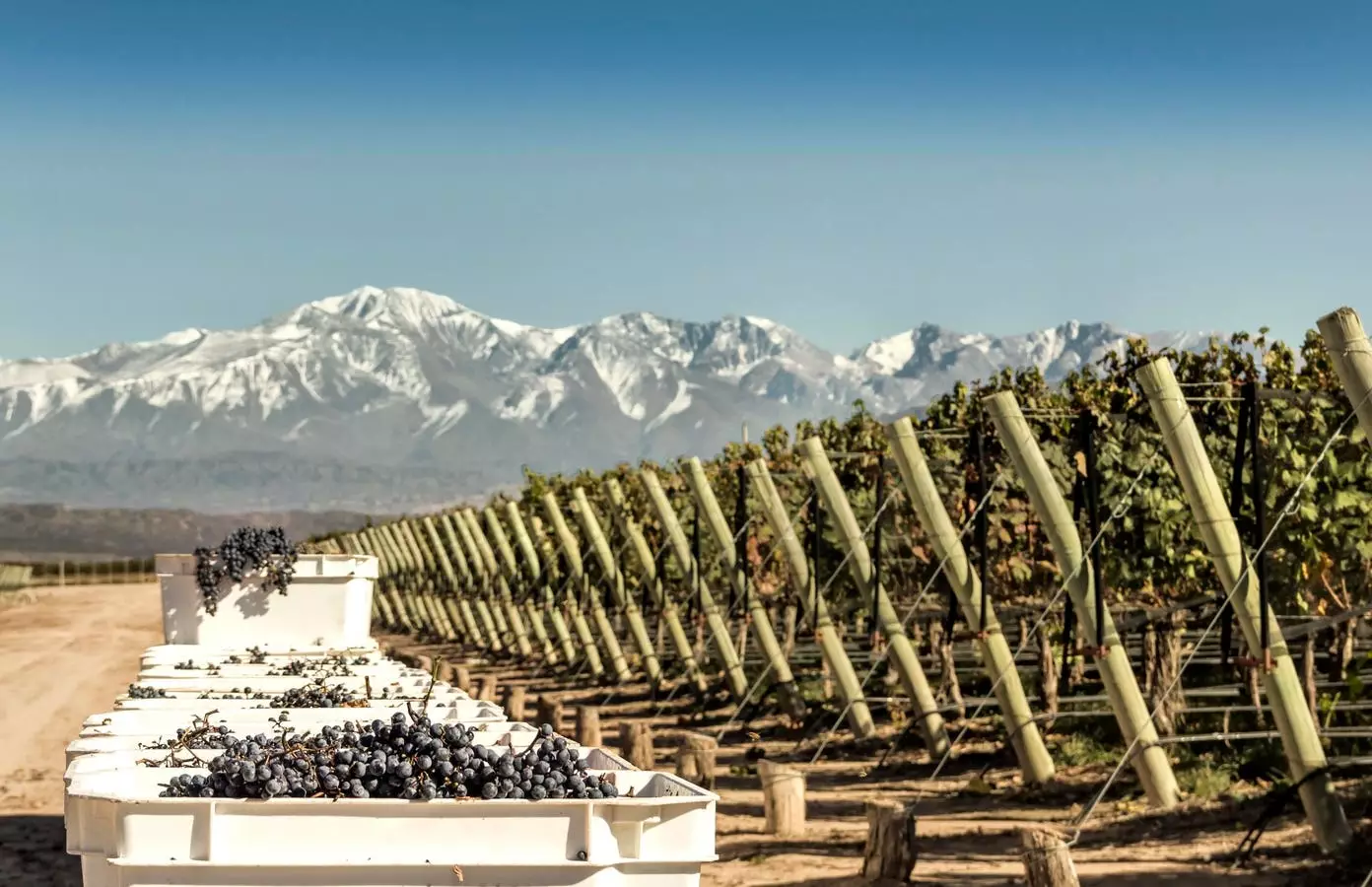 Hidden Treasures of the Argentine Wine Landscape: A Deep Dive into Cabernet Sauvignon