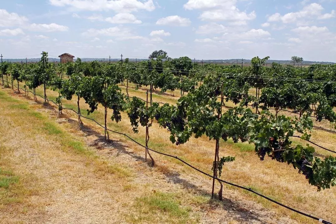 The Texas Hill Country Wine Adventure: Discovering Unique Varietals and Exceptional Experiences