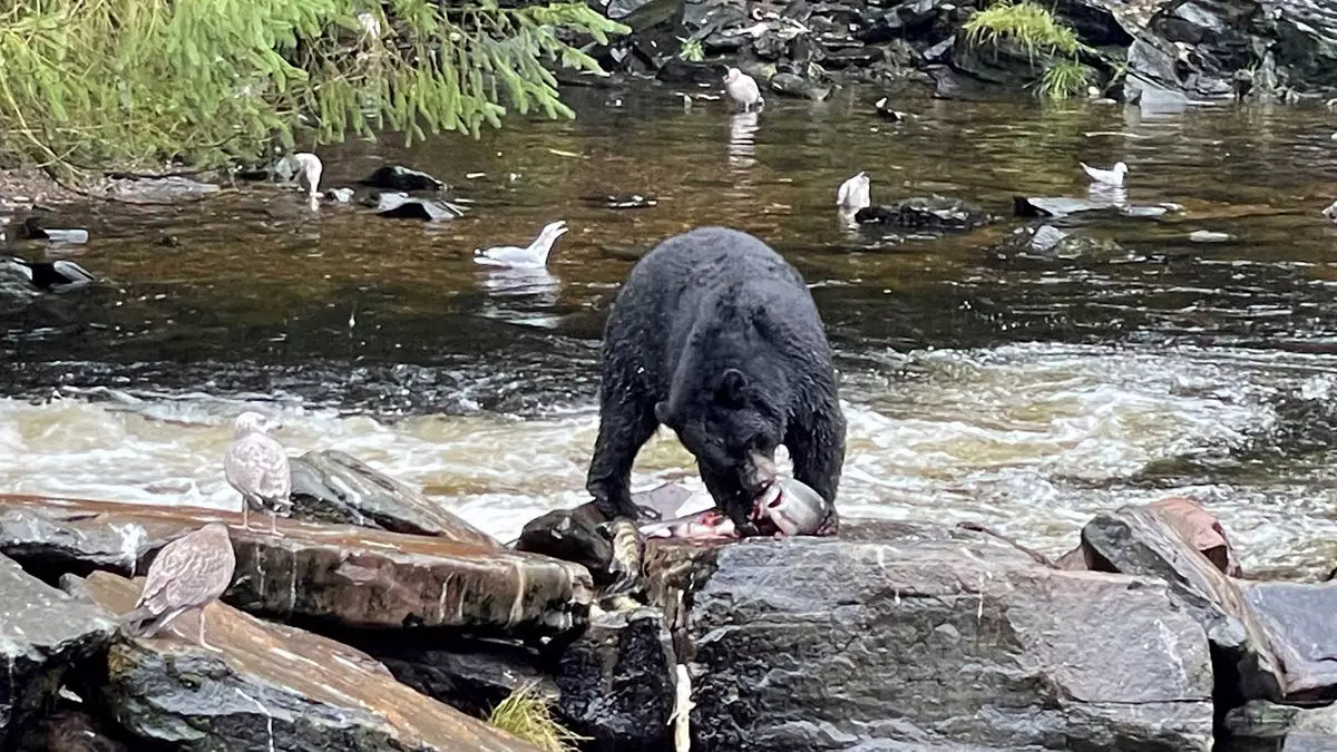 Encountering Alaska’s Majestic Bears: A Journey to Neet’s Bay