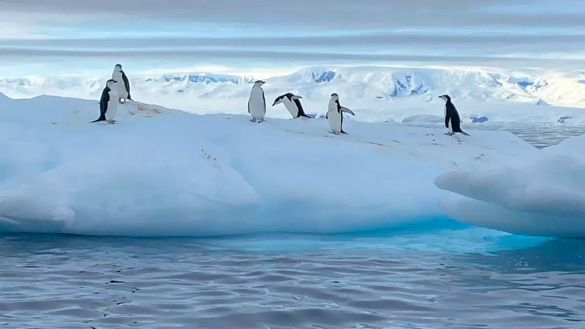 Journey to the Antarctic: An Unforgettable Expedition Experience