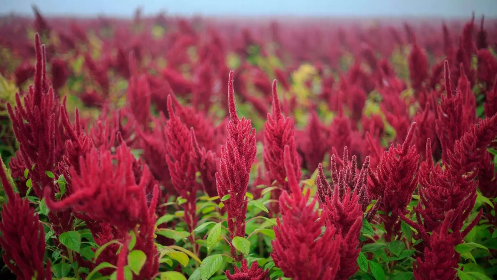 Revitalizing the Forgotten Crops: The Importance of African Vegetable Diversity