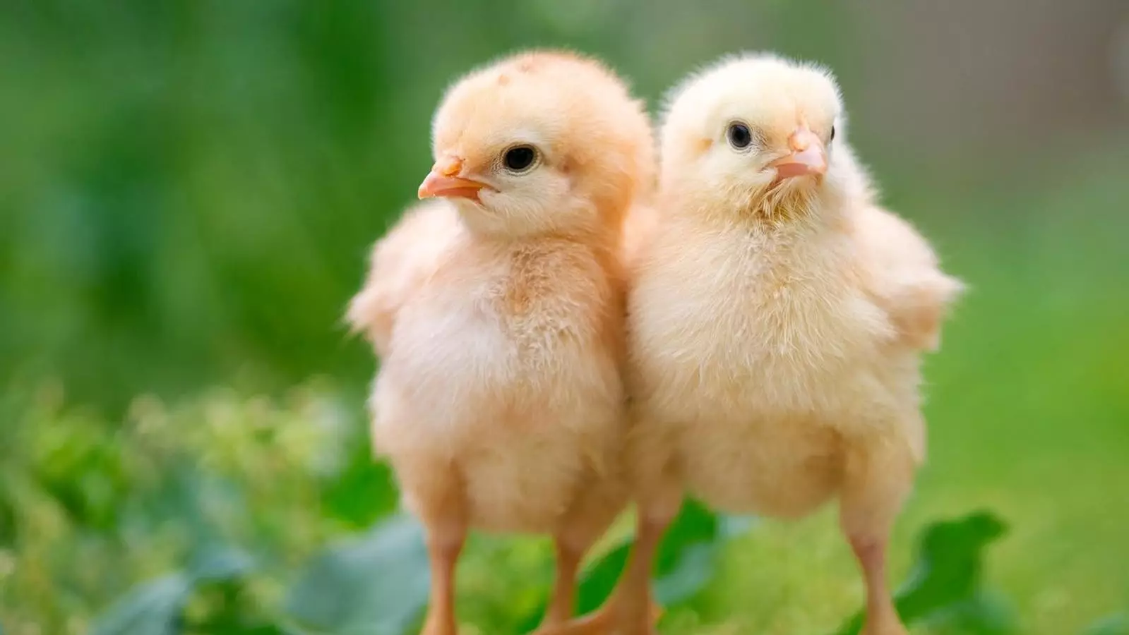 The Backyard Eggvolution: Your Guide to Hatching Chickens from Grocery Store Eggs