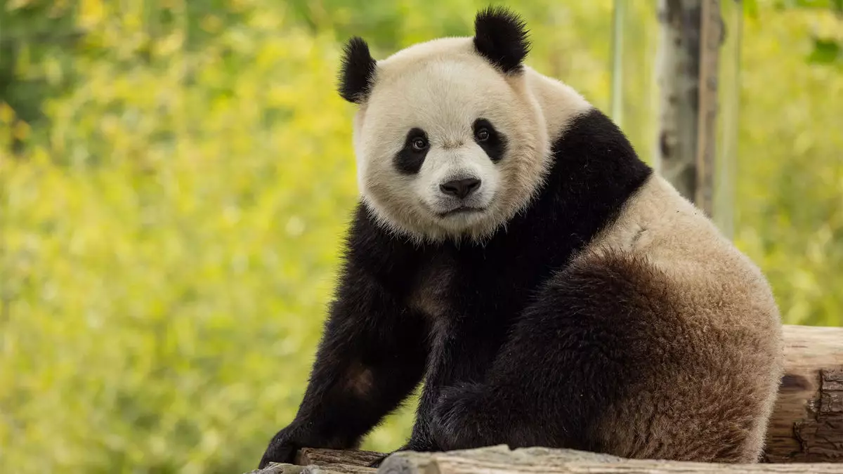 Panda Fever: How Washington Businesses Are Thriving on the Return of Giant Pandas