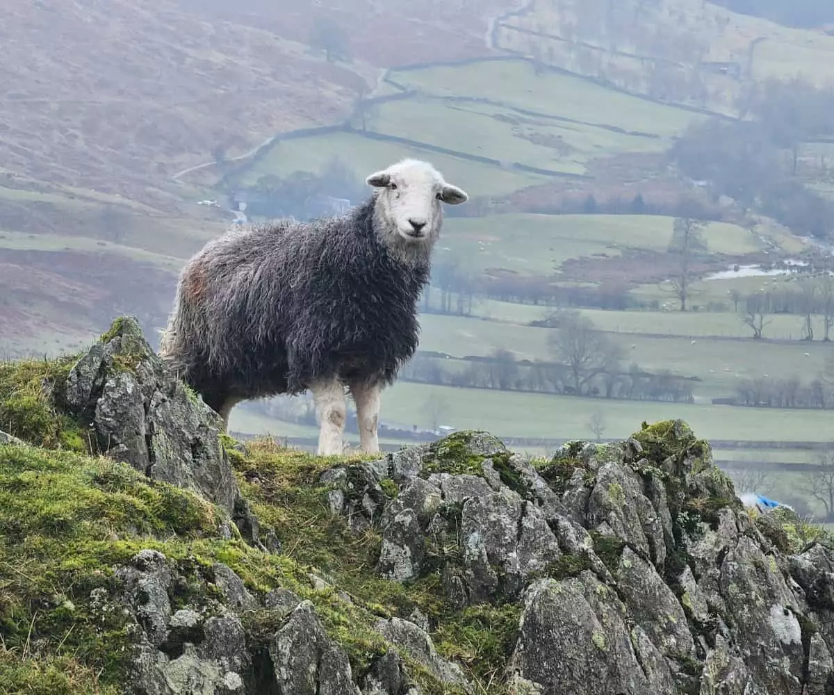 Discovering Tranquility: A Guide to Hiking Troutbeck Tongue