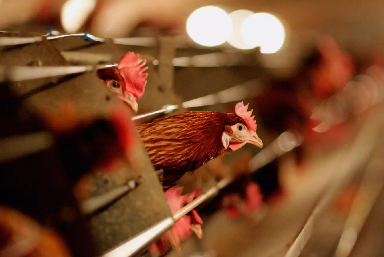 Urgent Call for Preparedness: The Looming Threat of Avian Flu