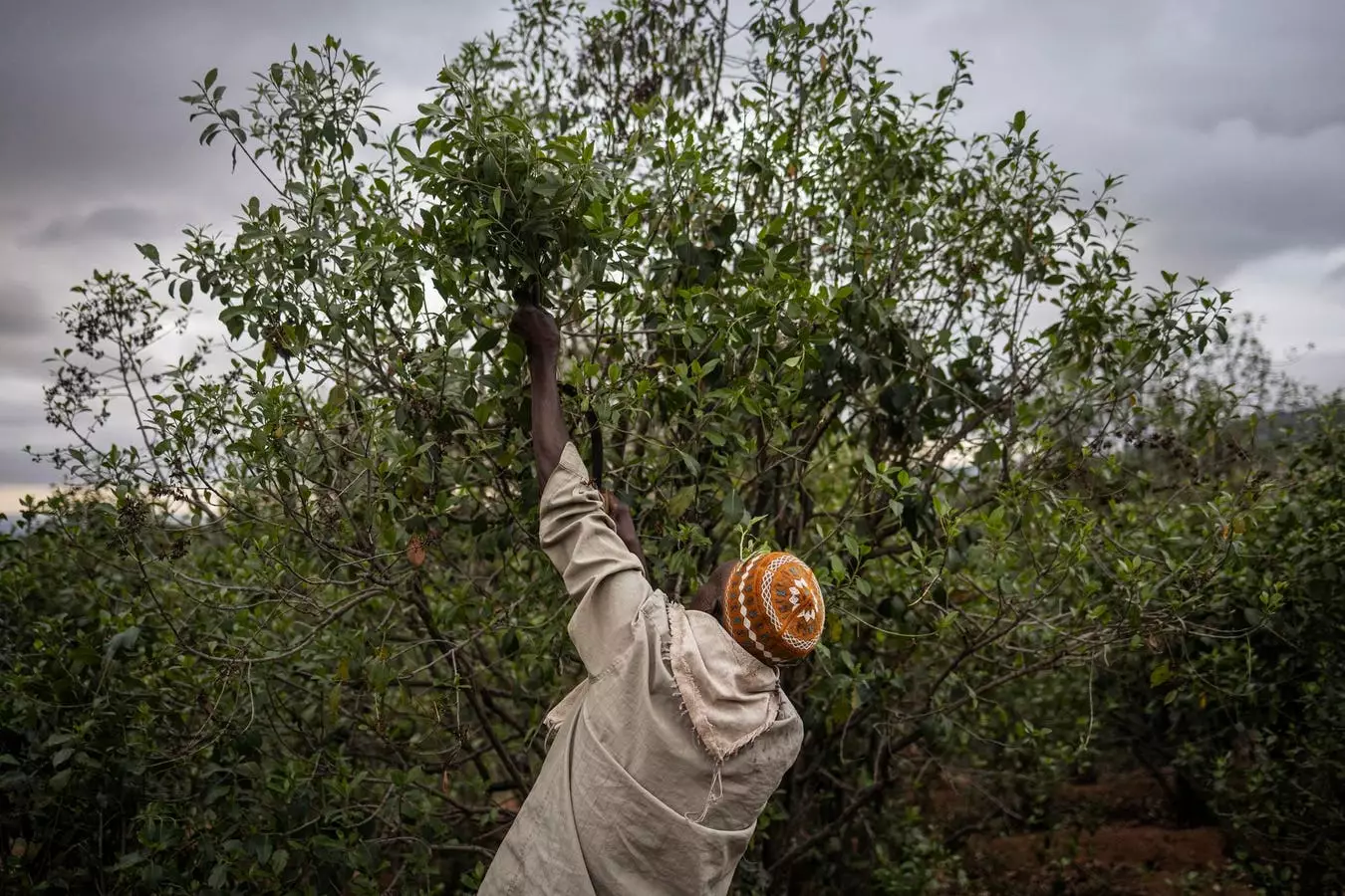 Revolutionizing Food Systems: Embracing Groundbreaking Change for Global Resilience