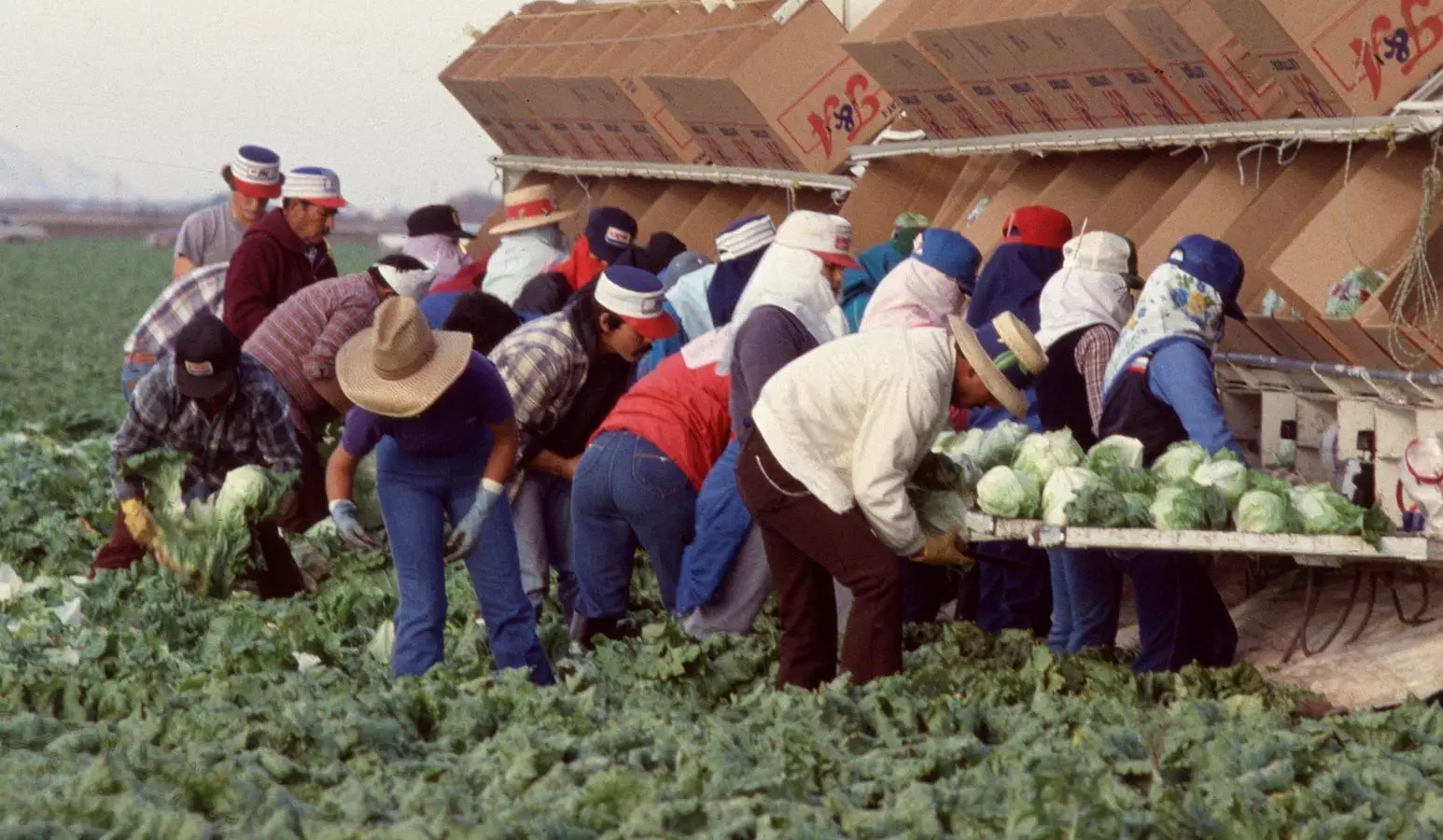 Revolutionizing Food Security: Addressing the Crisis of Labor Shortages with Bold Innovation
