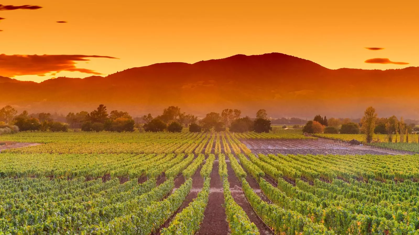 Experience Napa: A Paradigm Shift Toward Pedestrian Bliss and Sensory Indulgence
